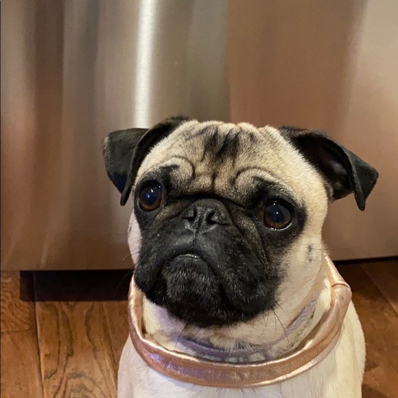 Meet your Posher, Chris - Picture 1 of 1